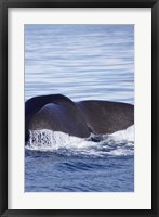 Sperm Whale, Kaikoura, Marlborough, South Island, New Zealand Fine Art Print