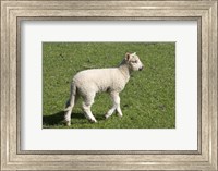 Spring lamb, Dunedin, Otago, South Island, New Zealand Fine Art Print