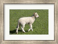 Spring lamb, Dunedin, Otago, South Island, New Zealand Fine Art Print