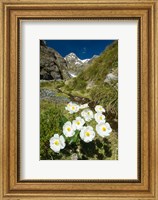 New Zealand Arthurs Pass, Mountain buttercup flower Fine Art Print