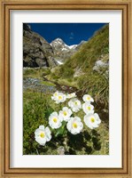 New Zealand Arthurs Pass, Mountain buttercup flower Fine Art Print