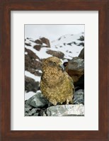 New Zealand, South Island, Arrowsmith, Kea bird up close Fine Art Print