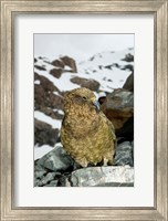 New Zealand, South Island, Arrowsmith, Kea bird up close Fine Art Print