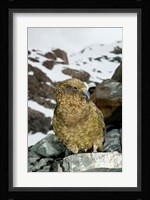 New Zealand, South Island, Arrowsmith, Kea bird up close Fine Art Print