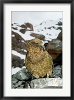 New Zealand, South Island, Arrowsmith, Kea bird up close Fine Art Print