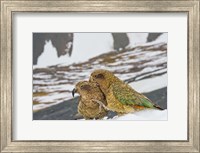 New Zealand, South Island, Arrowsmith, Kea birds Fine Art Print