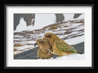 New Zealand, South Island, Arrowsmith, Kea birds Fine Art Print