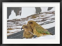 New Zealand, South Island, Arrowsmith, Kea birds Fine Art Print