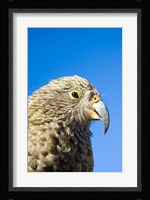 Close up of Kea Bird, Arthurs Pass NP, South Island, New Zealand Fine Art Print