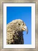 Close up of Kea Bird, Arthurs Pass NP, South Island, New Zealand Fine Art Print