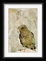 New Zealand, South Island, Arthurs Pass NP, Kea Fine Art Print