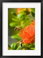 New Zealand, South Island, Bee on Rata flower Fine Art Print