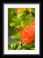 New Zealand, South Island, Bee on Rata flower Fine Art Print