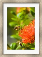 New Zealand, South Island, Bee on Rata flower Fine Art Print