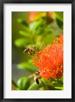 New Zealand, South Island, Bee on Rata flower Fine Art Print