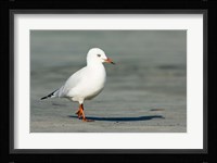 Karamea Redbilled, South Island, Gull New Zealand Fine Art Print