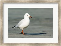 Karamea Redbilled, South Island, Gull New Zealand Fine Art Print