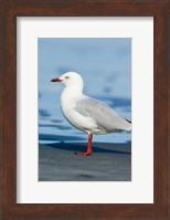 New Zealand, South Island, Karamea Redbilled Gull Fine Art Print