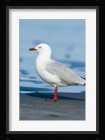 New Zealand, South Island, Karamea Redbilled Gull Fine Art Print
