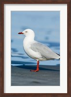 New Zealand, South Island, Karamea Redbilled Gull Fine Art Print