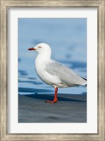 New Zealand, South Island, Karamea Redbilled Gull Fine Art Print