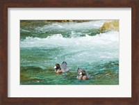 New Zealand, South Island, Kelly Creek Blue Duck Fine Art Print