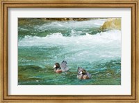 New Zealand, South Island, Kelly Creek Blue Duck Fine Art Print