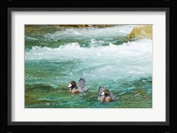 New Zealand, South Island, Kelly Creek Blue Duck Fine Art Print