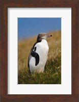 New Zealand, Katiki Point, Yellow-eyed Penguin Fine Art Print
