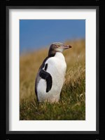 New Zealand, Katiki Point, Yellow-eyed Penguin Fine Art Print