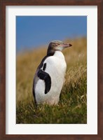 New Zealand, Katiki Point, Yellow-eyed Penguin Fine Art Print