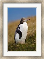 New Zealand, Katiki Point, Yellow-eyed Penguin Fine Art Print