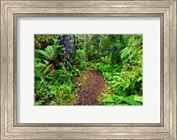 New Zealand, Otago, Old Coach Walking Path, Forest Fine Art Print
