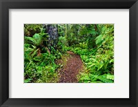 New Zealand, Otago, Old Coach Walking Path, Forest Fine Art Print