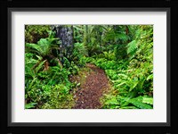 New Zealand, Otago, Old Coach Walking Path, Forest Fine Art Print