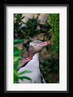 New Zealand, South Isl, Otago, Yellow-eyed penguin Fine Art Print