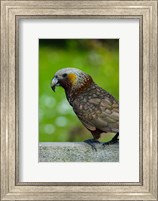 New Zealand, Stewart Island, Halfmoon Bay Kaka bird Fine Art Print