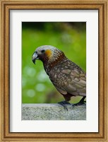 New Zealand, Stewart Island, Halfmoon Bay Kaka bird Fine Art Print