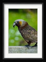 New Zealand, Stewart Island, Halfmoon Bay Kaka bird Fine Art Print