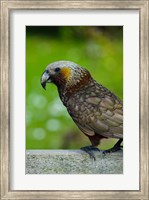 New Zealand, Stewart Island, Halfmoon Bay Kaka bird Fine Art Print