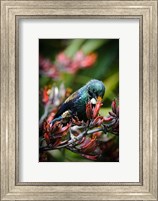 Tui bird, New Zealand Fine Art Print