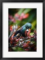 Tui bird, New Zealand Fine Art Print