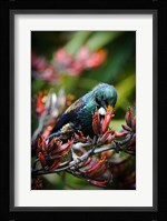Tui bird, New Zealand Fine Art Print