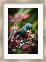 Tui bird, New Zealand Fine Art Print