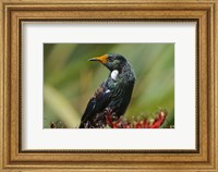 New Zealand, Stewart Island, Halfmoon Bay, Tui bird Fine Art Print