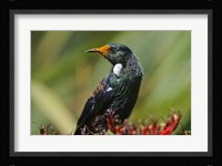 New Zealand, Stewart Island, Halfmoon Bay, Tui bird Fine Art Print