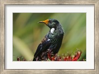 New Zealand, Stewart Island, Halfmoon Bay, Tui bird Fine Art Print