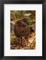New Zealand, Stewart Island, Ulva Island, Weka bird Fine Art Print
