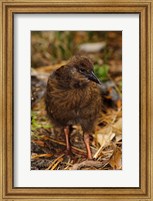 New Zealand, Stewart Island, Ulva Island, Weka bird Fine Art Print