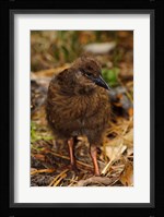 New Zealand, Stewart Island, Ulva Island, Weka bird Fine Art Print